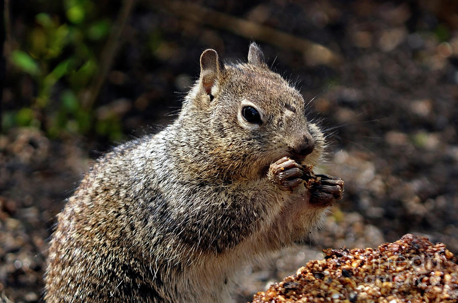 Slow Down theres Plenty a Squirrel Stuffing His Face Photograph by Laura Mountainspring