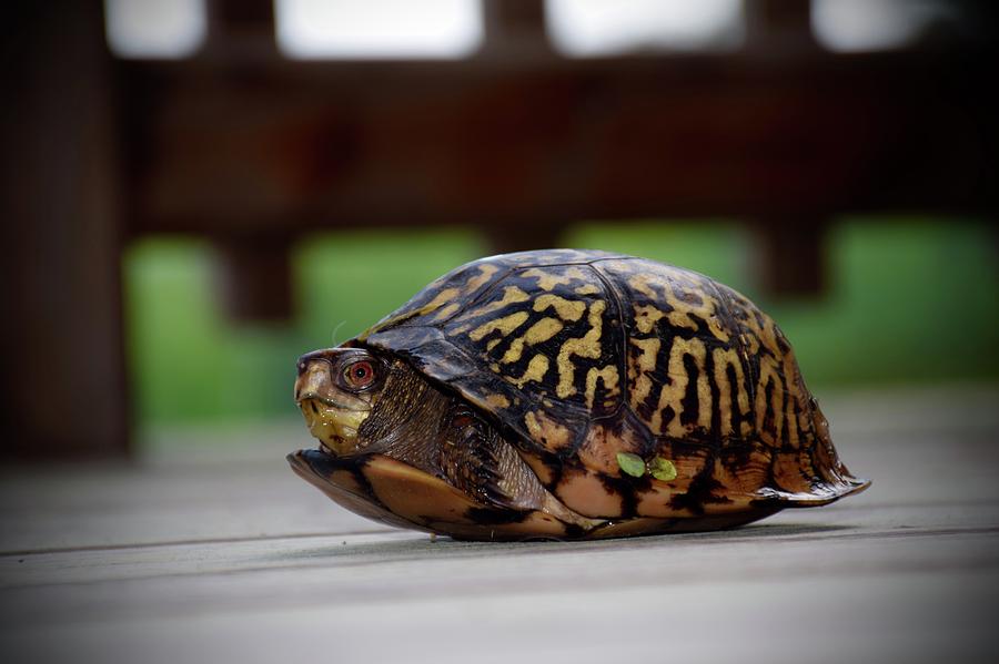 Slow Journey Photograph by Jenny Regan - Fine Art America