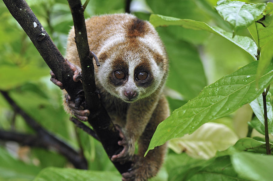 Slow Loris Nycticebus Coucang, Northern Photograph by Thomas Marent