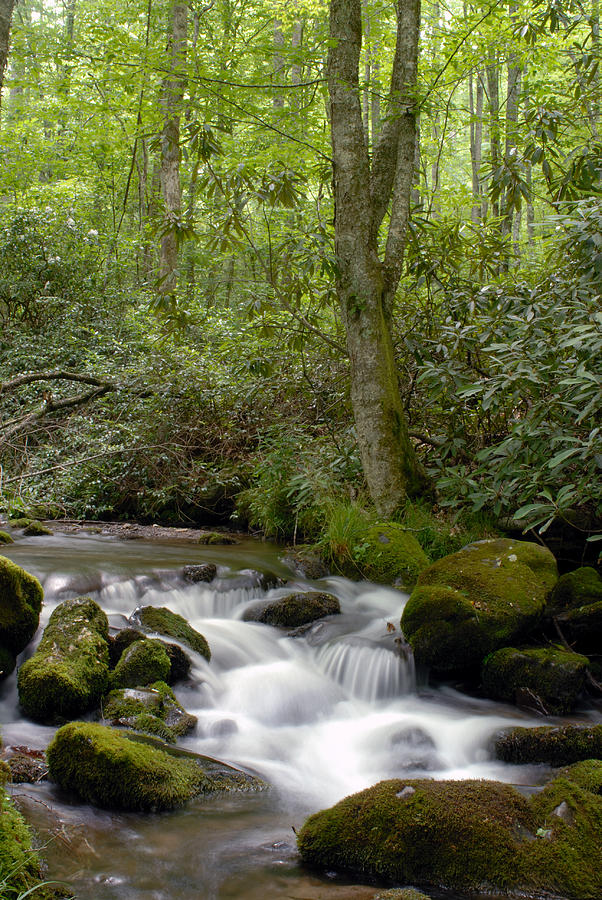 Slow-moving Stream Photograph By W Scott Morrison - Pixels