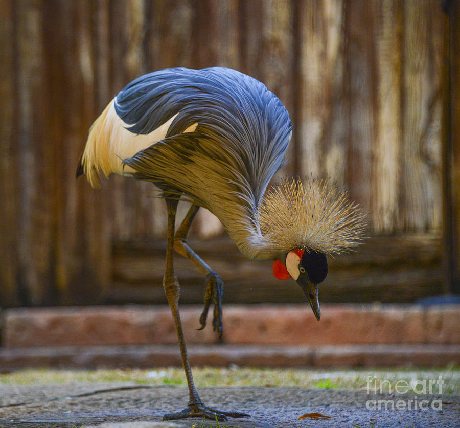 Bird Photograph - Slow Waltz by Amanda Sinco