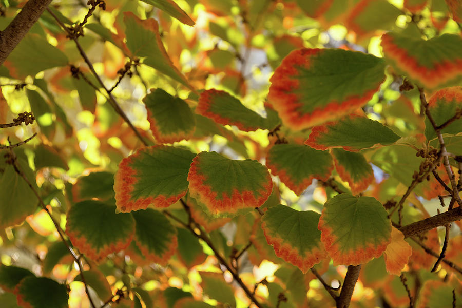 Slowly Changing Dimension - Hot Vibrant Leaf Edges Celebrating the Arrival of Autumn Photograph by Georgia Mizuleva