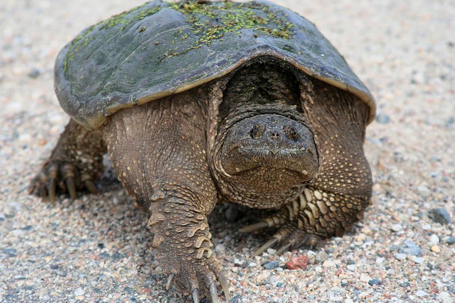 Slowly Crawling Photograph by Rachel Roushey - Fine Art America