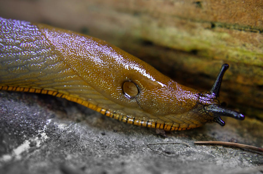 Slug Elegance Photograph by Adria Trail