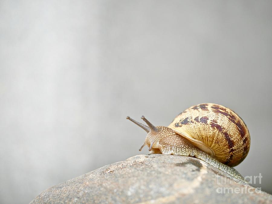 Snail #1 Photograph by Elisabeth Derichs