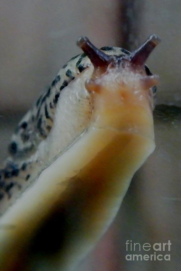 Nature Photograph - Slug Head Portrait    Indiana  Summer by Rory Cubel