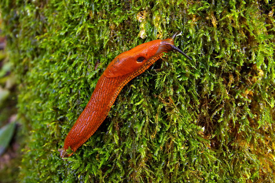 Slug in the forest Photograph by Elenarts - Elena Duvernay photo