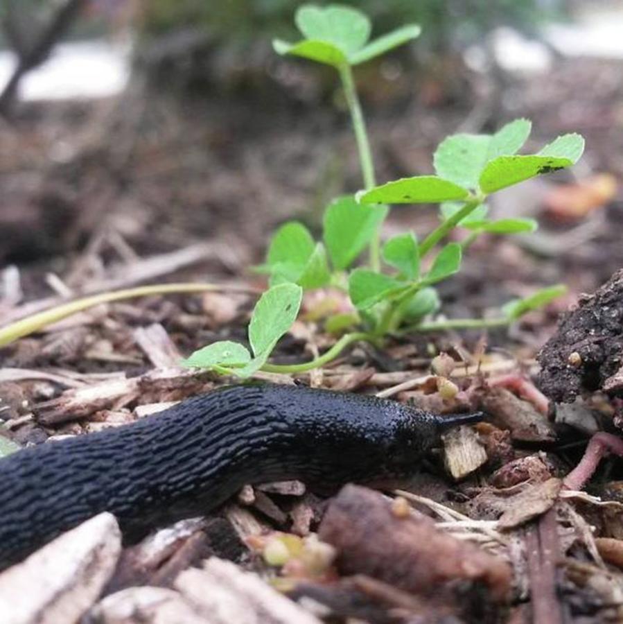 Rainyday Photograph - Slug Life. #sluglife # Outside #slug by Kristina Marie
