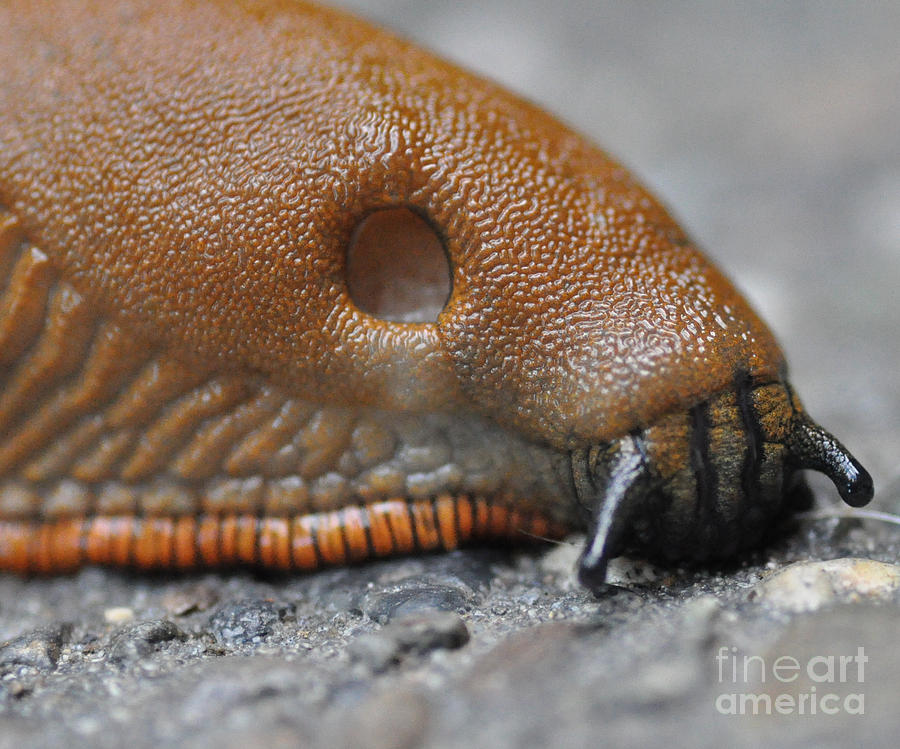 Slug Macro Photograph by Tatyana Searcy