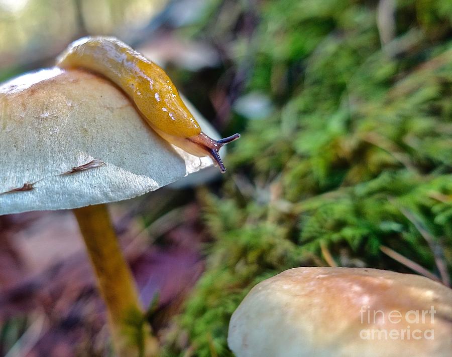 Slug Met Mushroom Photograph by Elisabeth Derichs