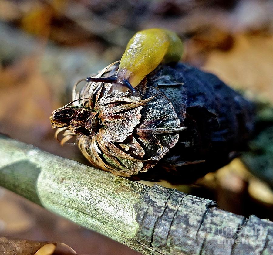 Slug on Pine Cones Photograph by Elisabeth Derichs