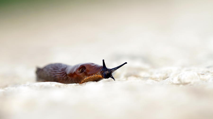 Slug on the ground Photograph by Elenarts - Elena Duvernay photo