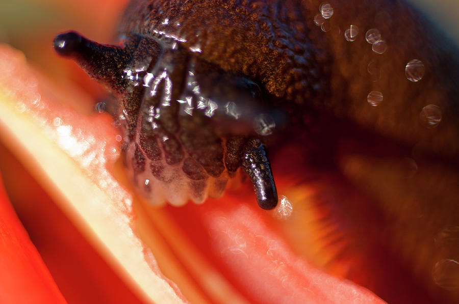 Slug Photograph by Robert Potts
