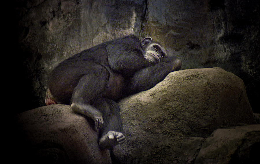 Slumber by Maria Reverberi Slumber by Maria Reverberi