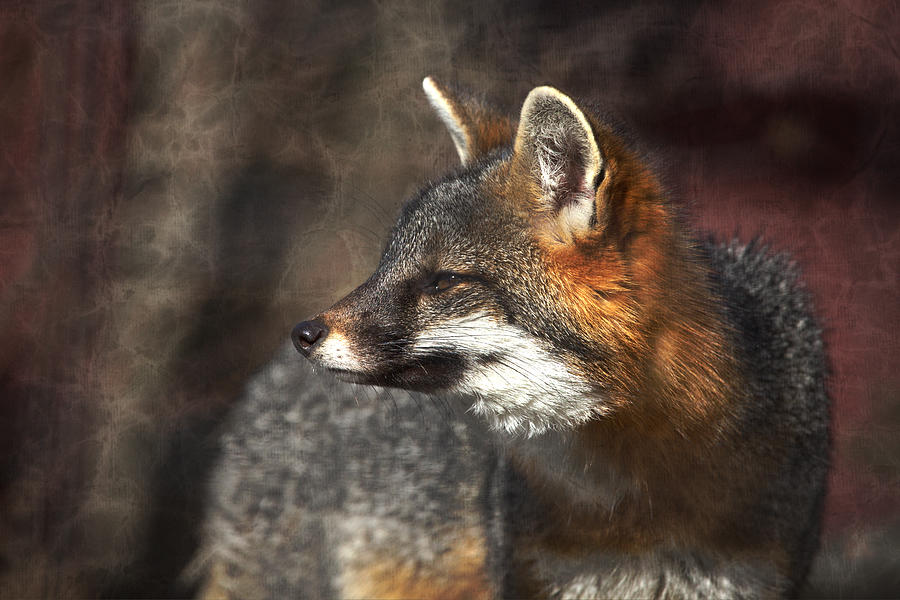Sly As A Fox Photograph by Karol Livote
