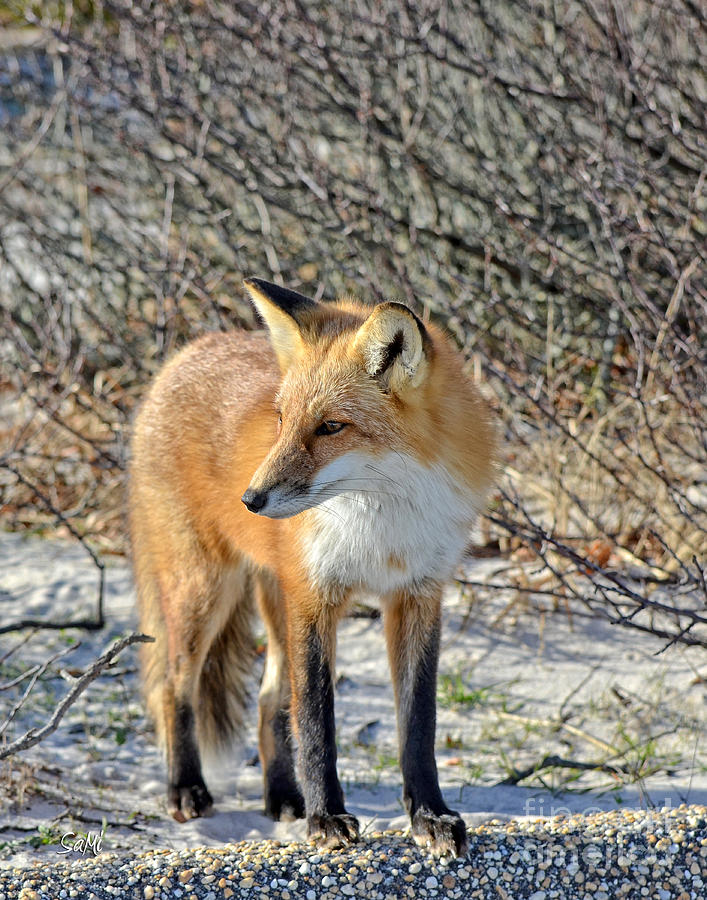 Sly little fox Photograph by Sami Martin