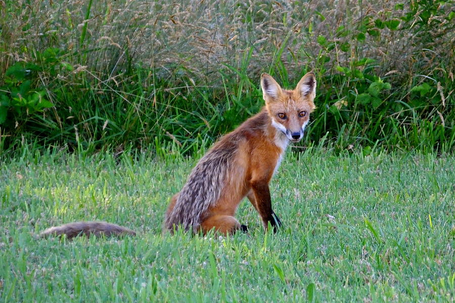 Fox Photograph - Sly Red Fox Poses for Photo by Francie Davis