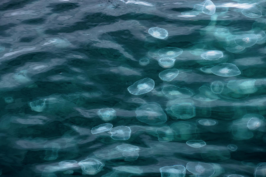 Smack of Jellyfish Photograph by Scott Slone