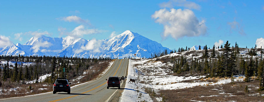 Small Alaska Traffic Jam Photograph by Cathy Mahnke