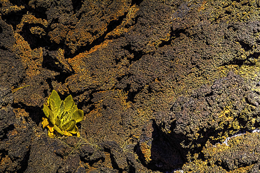 Small Aloe in Lava Flow Photograph by Roger Passman