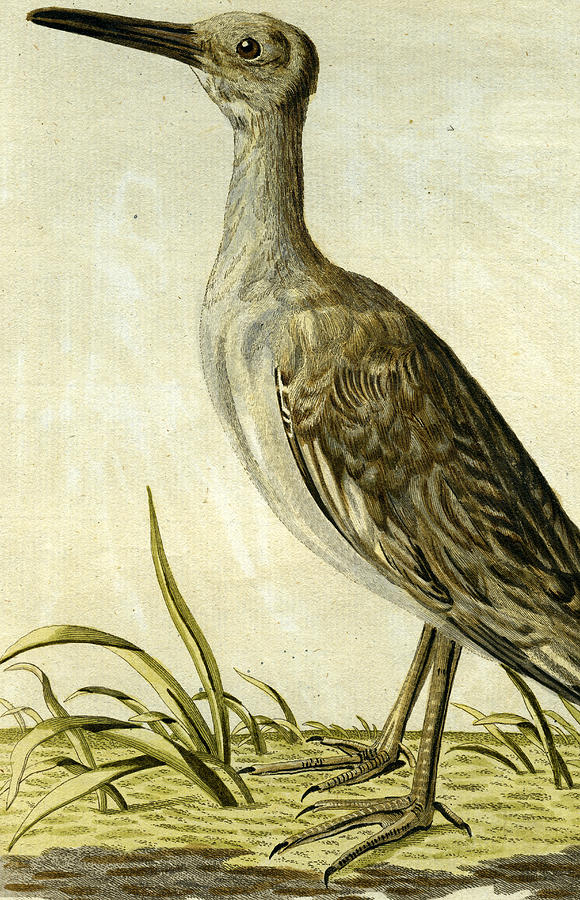Bird Painting - Small American Snipe by John Latham