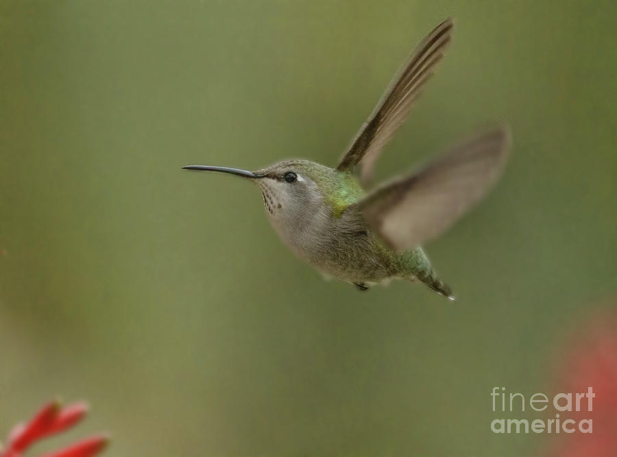 Small And Mighty Hummingbird Photograph by Ruth Jolly