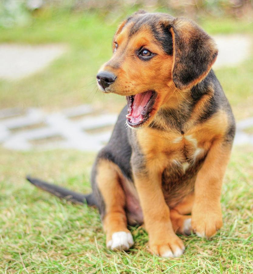 small beagle