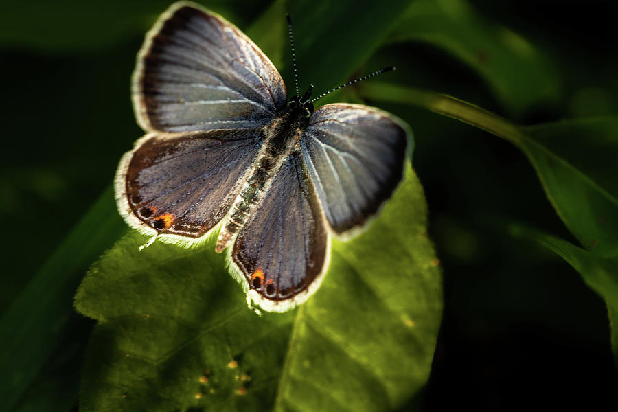 Butterfly Photograph - Small Beauty by Jay Stockhaus