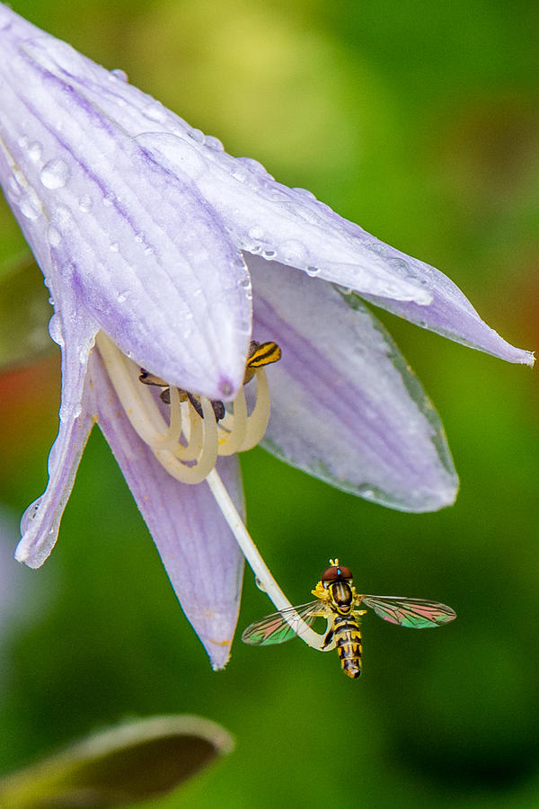 Small Bee In Hosta Photograph by Paul Freidlund