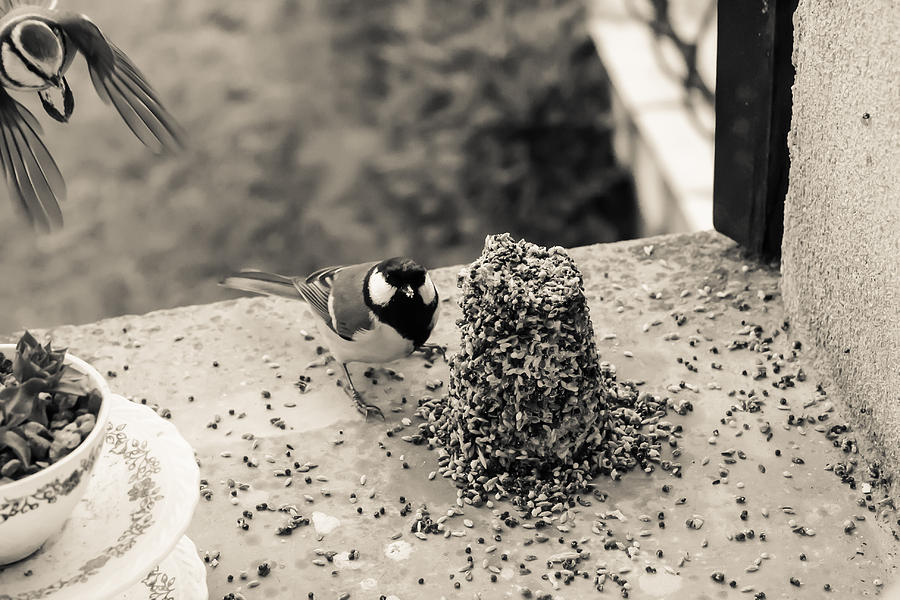Winter Photograph - Small Birds Eating by Georgia Clare