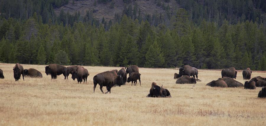 Small Bison Herd Photograph by Dennis Boyd