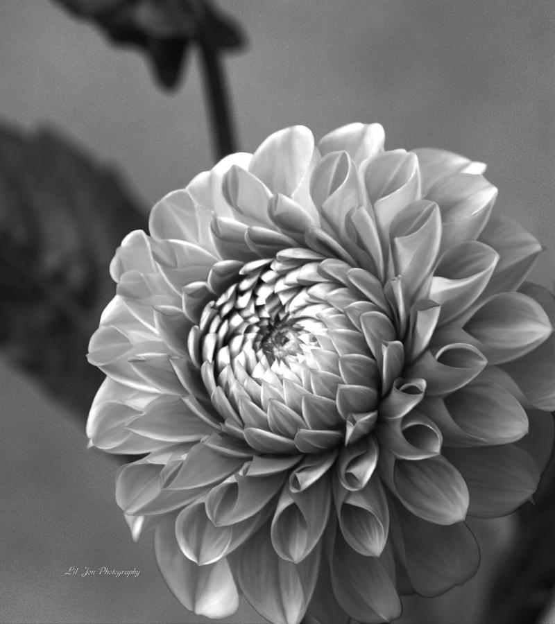 Small Black And White Dahlia Photograph by Jeanette C Landstrom