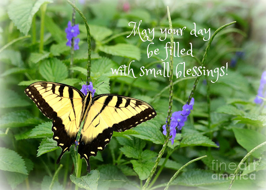 Small Blessings  Photograph by Carol Groenen