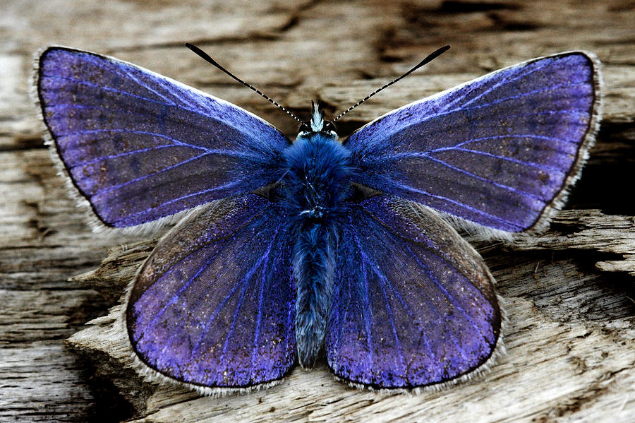Small Blue Butterfly On A Piece Of Wood In Ireland Photograph by Pierre Leclerc Photography