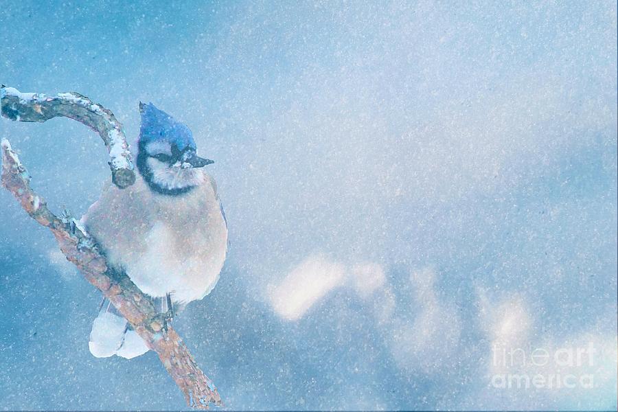 Small Blue Jay in Snowstorm Photograph by Janette Boyd