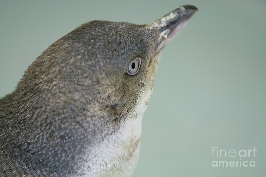 Small blue penguin  Photograph by Patricia Hofmeester