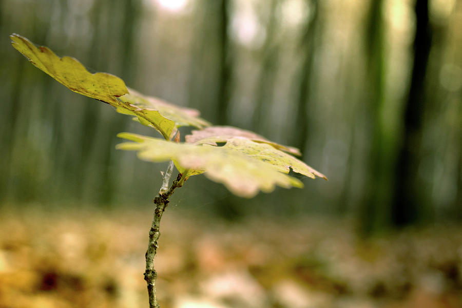 Small branch with yellow leafs close-up Photograph by Vlad Baciu