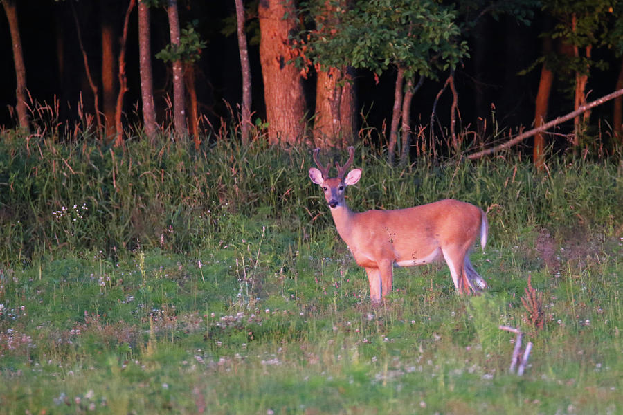 Small Buck at Sunset Photograph by Brook Burling