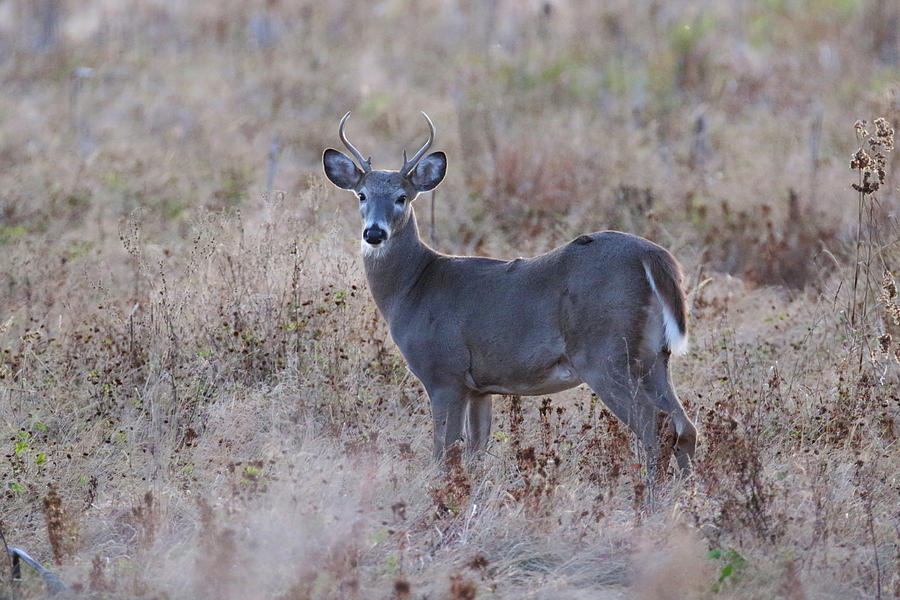 Small Buck Photograph by Brook Burling