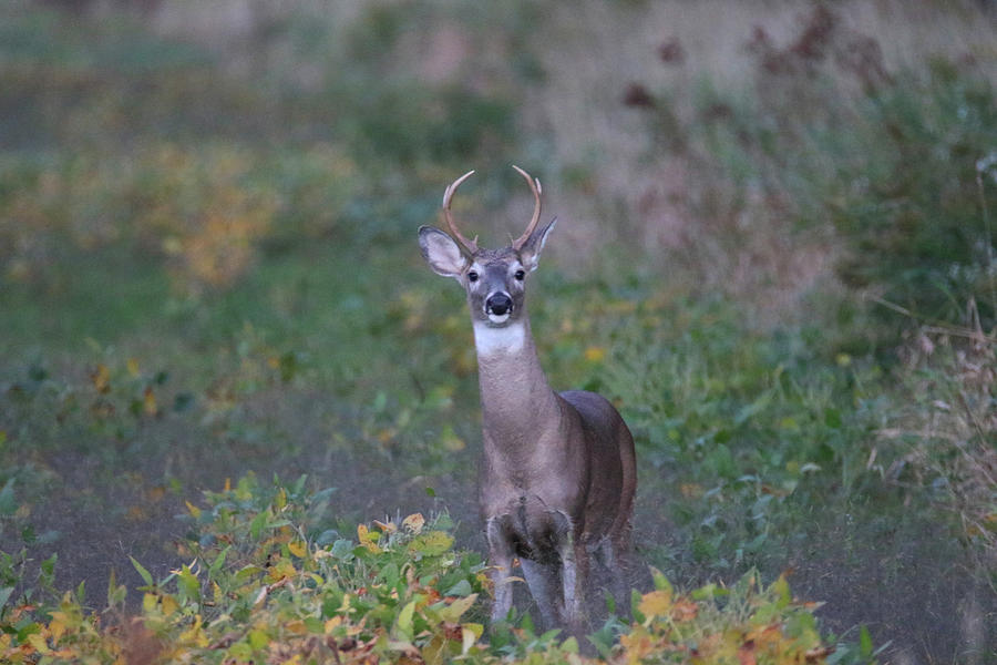 Small Buck in Beans Photograph by Brook Burling