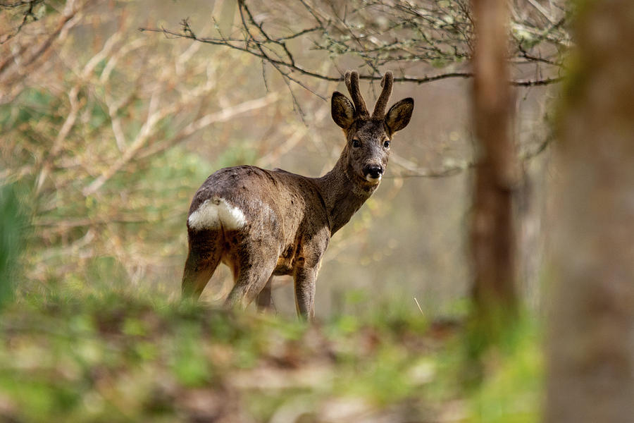 Small buck Photograph by Silviu Dascalu Fine Art America