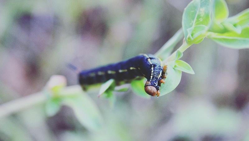 Nature Photograph - Small Bug by Shawna Walker