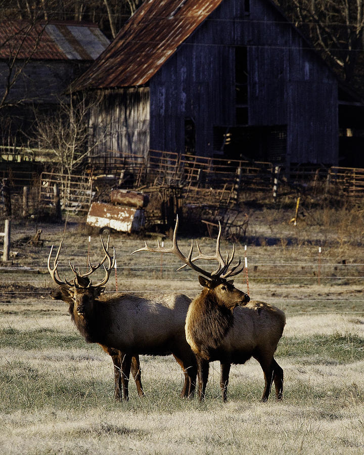 Small Bull Elk by Boxley Valley Farm Photograph by Michael Dougherty