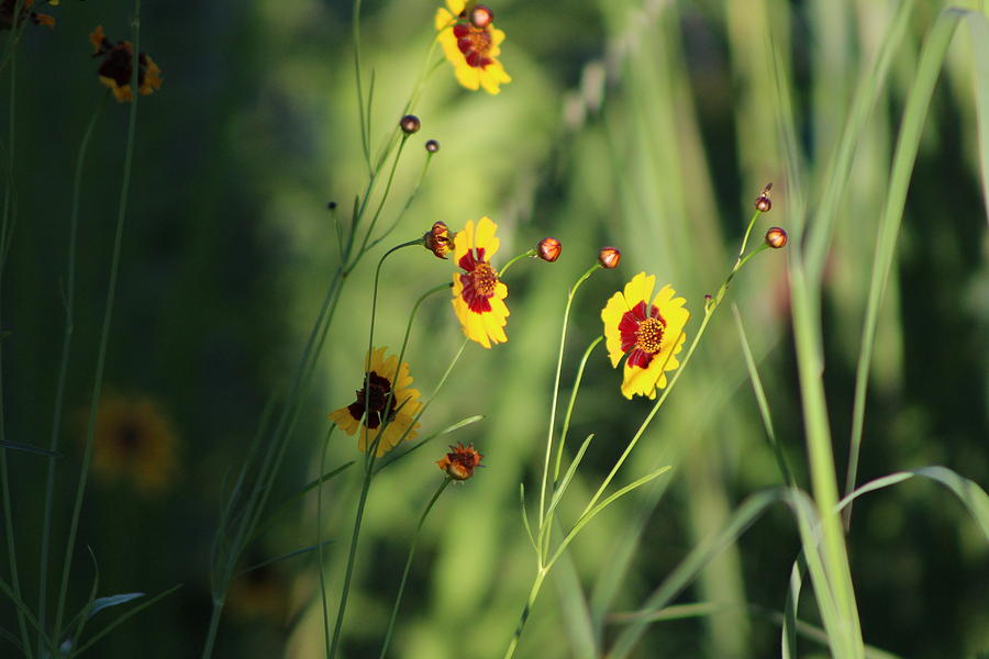 Small Butter Yellow Coreopsis Photograph by Colleen Cornelius