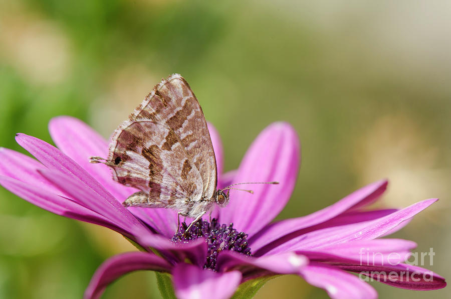 Small butterfly on daisy Photograph by Perry Van Munster