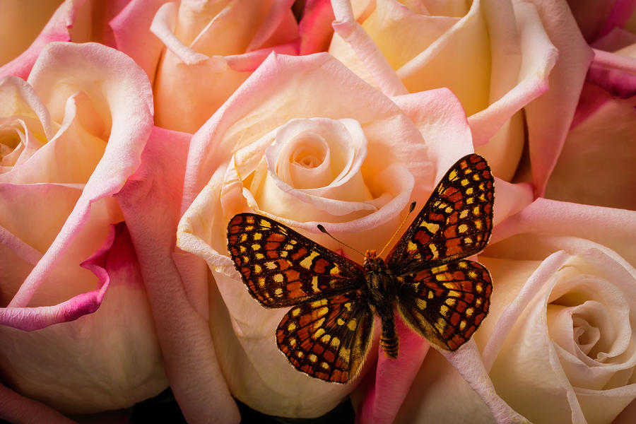 Small Butterfly On Pink Roses Photograph by Garry Gay