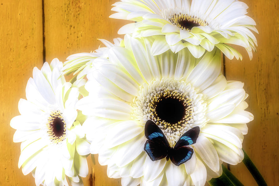 Small Butterfly On White Daisies Photograph by Garry Gay