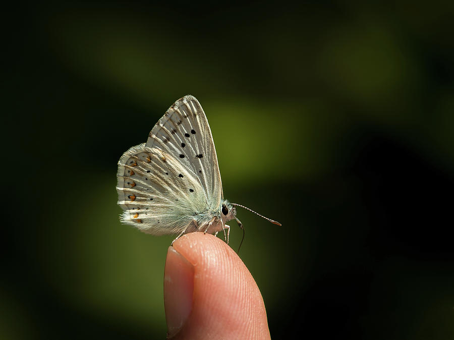 Small Butterfly Resting On A Childs Fingertip Photograph