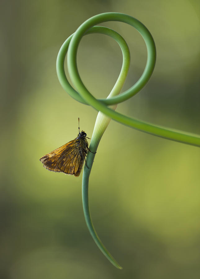 Small butterfly sitting on garlic flower Photograph by Jaroslaw Blaminsky