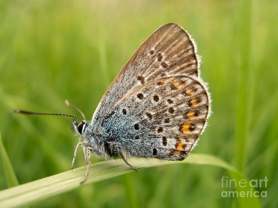 Small Butterfly Photograph